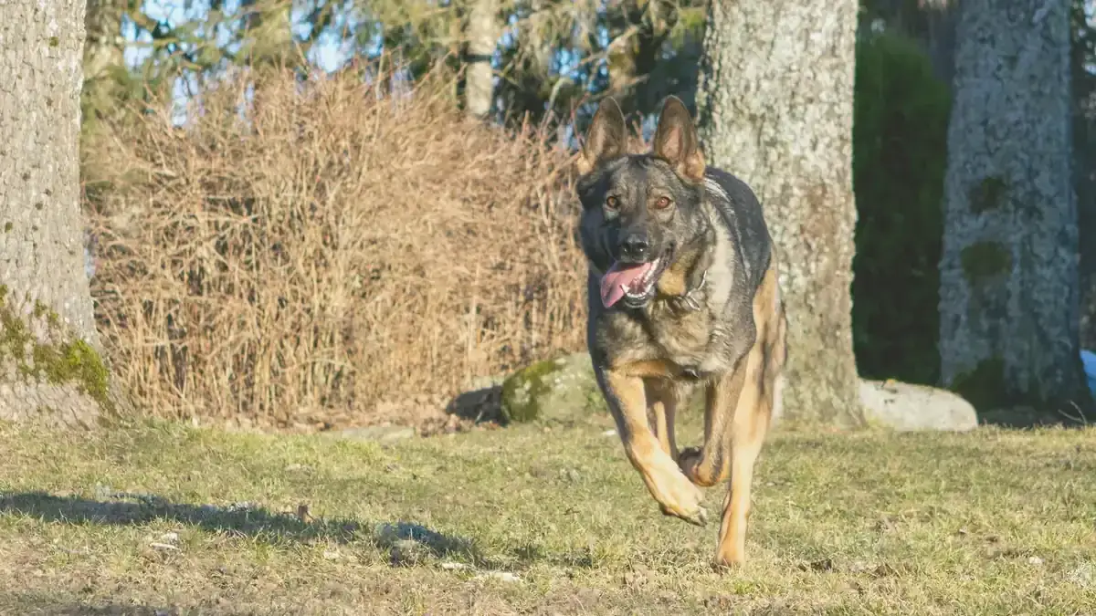 Försvarsspray mot hundar: så fungerar Dog Defense